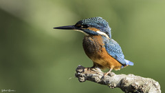 AU COEUR DE LA RESERVE DU SCAMANDRE